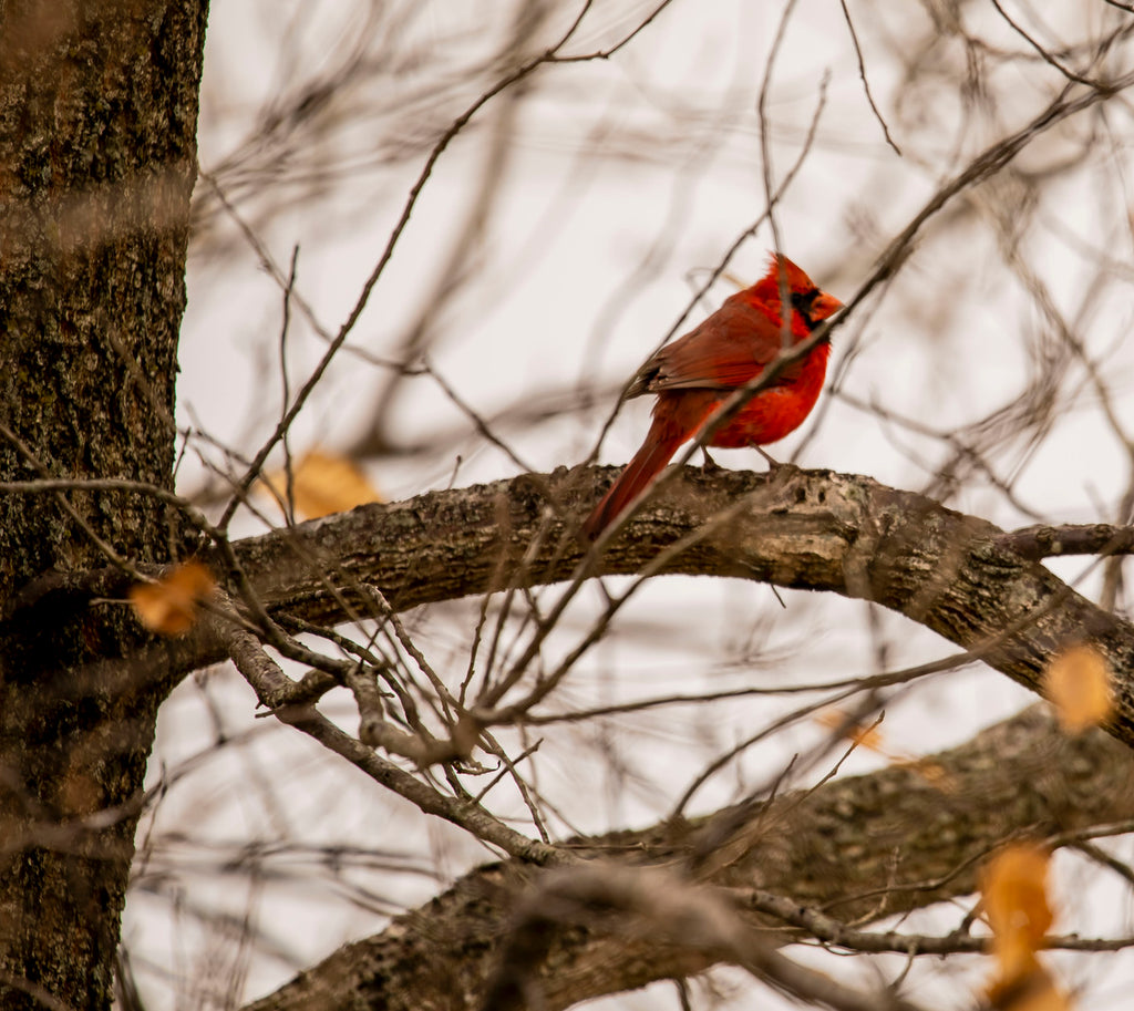 "Northern Cardinal" HD Print