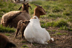 "Hanging with Mom"  HD Print