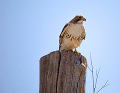 "Red-Tailed Hawk" HD Print